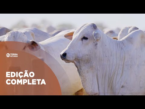 TERRA PECUÁRIA - EDIÇÃO COMPLETA 24/08/2025