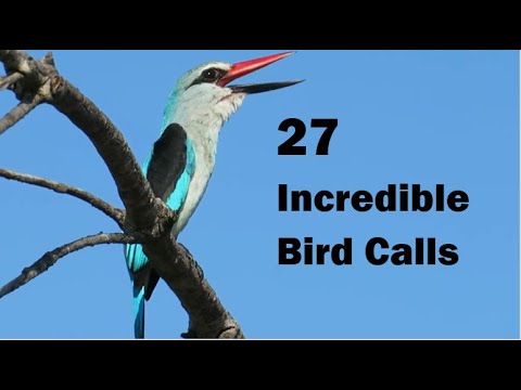 27 Bird Calls from Kruger National Park | Field Guide for Bird ID Training