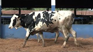 Vídeo 186 - 1ª ETAPA MEGA LIQUIDAÇÃO TOTAL AGROPECUÁRIA MARAJOARA - DIA 4 | GADO GIROLANDO E HOLANDÊS