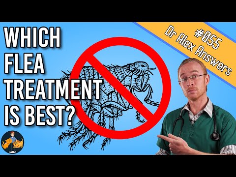 How to Choose The Best Flea Treatment for Your Dog and Cat (killing fleas + more!)