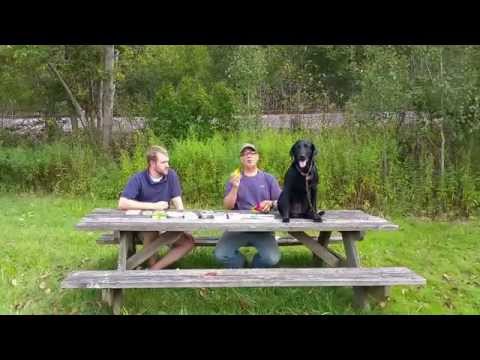 Tick Treatment and Prevention - Pet