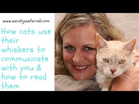 How your cat uses his whiskers (recognise how you cat is by observing the whiskers)