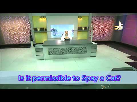 Is it permissible to castrate / neuter / spay cats? - Assim al hakeem