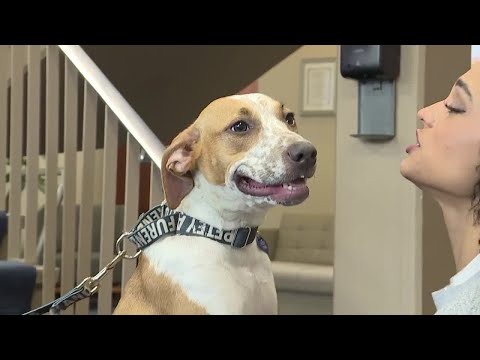 Pets on Set: Gurty - YouTube