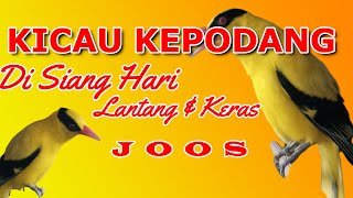 Download lagu KICAU KEPODANG EMAS ll KICAU KEPODANG DI SIANG HARI #kepodanggacor #kepodangemas #hobirumahan mp3