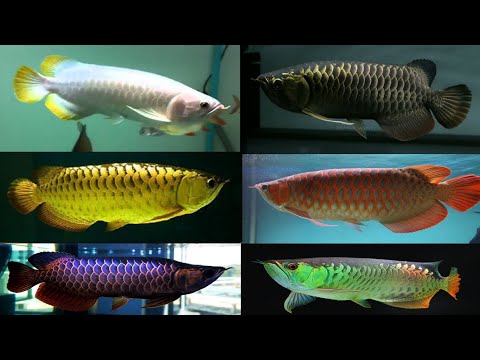 Top 10 Types Of Arowana Fish