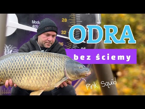 Odrzańska zasiadka - branie karpia na żywo!!