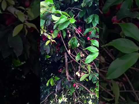 Osa Puntarenas , cocito Costa Rica