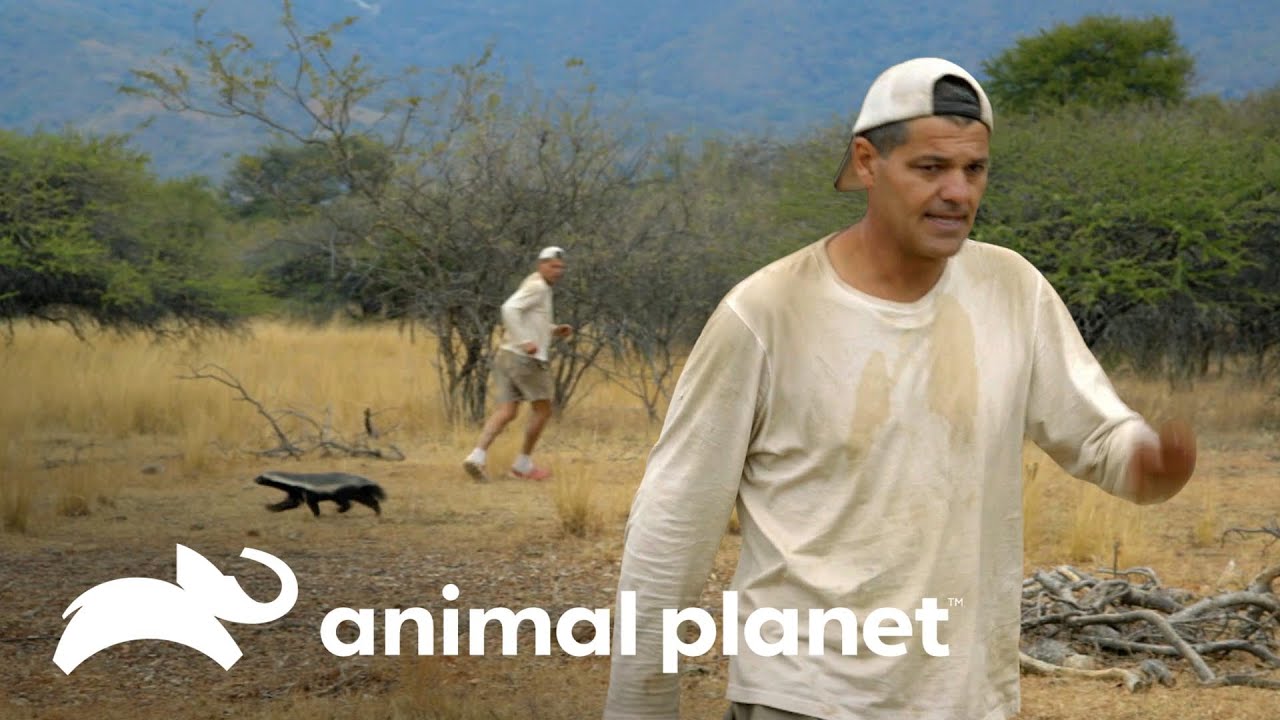 Frank foge de um ratel, o texugo-do-mel | Wild Frank vs Darran | Animal Planet Brasil