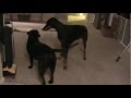 Barney Arrives December 14 2011