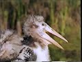 National Geographic Special Okavango Africa S Wild Oasis 1996