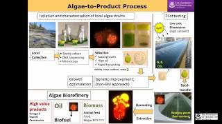 Biofuel production from algae to address food and energy security