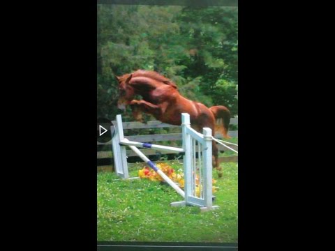 2 yr old Colt By Flourianus II out of Saphron ( Ideal x Frohwind)  Prospect