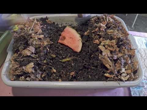 Watermelon & coffee for all my worm bins