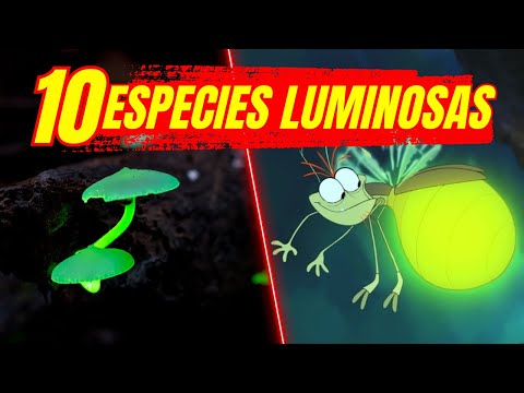 🟢BIOLUMINISCENCIA | 10 ESPECIES LUMINOOSAS 🌎 Ecología
