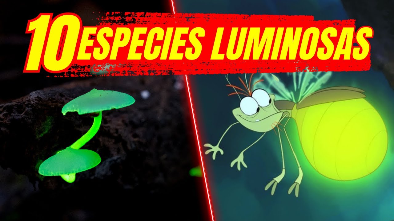 🟢BIOLUMINISCENCIA | 10 ESPECIES LUMINOOSAS 🌎 Ecología
