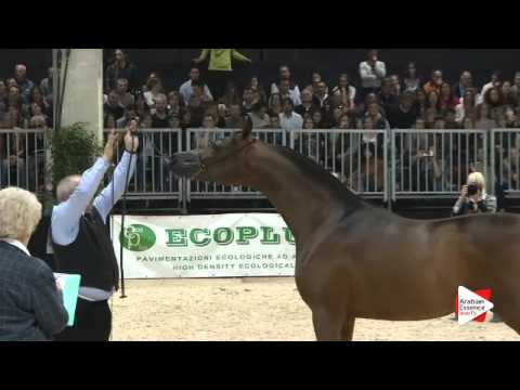 N 155 MORION   Verona 2015   Colts 2 years old Class 4