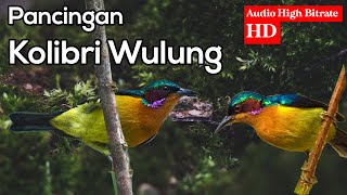 Download lagu SUARA KOLIBRI WULUNG GACOR UNTUK PANCINGAN KOLIBRI WULUNG BAHAN OMBYOKAN (KOWUL) mp3