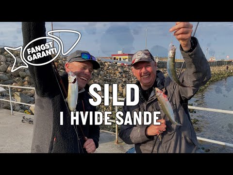 SILD I HVIDE SANDE // FANGSTGARANTI