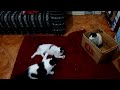 Tuxedo Mama Cat And Her Kittens Fighting