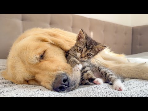 My Golden Retriever and Tiny Kitten Are the Cutest Best Friends Ever!