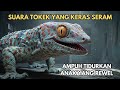 SUARA TOKEK SUARA TOKEK PENGANTAR TIDUR SUARA TOKEK YG KERAS SERAM GECKO SOUND