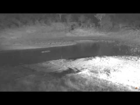 Hippo on the Djuma Dam cam 07 28 2017