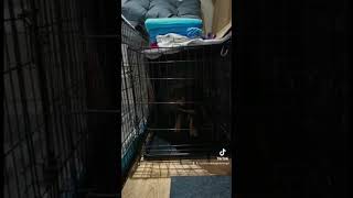 Crate Training - Avoid Separation Anxiety