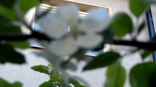 Flor del manzano, blanca como las nubes en el cielo de verano