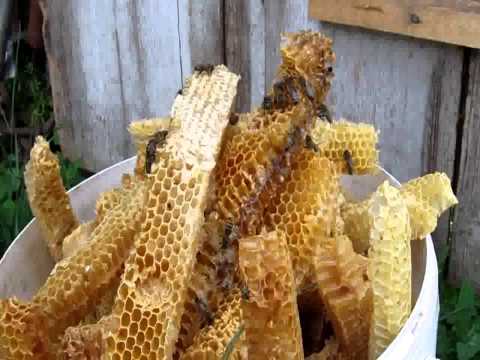 Пчёлы на срезках во время главного взятка