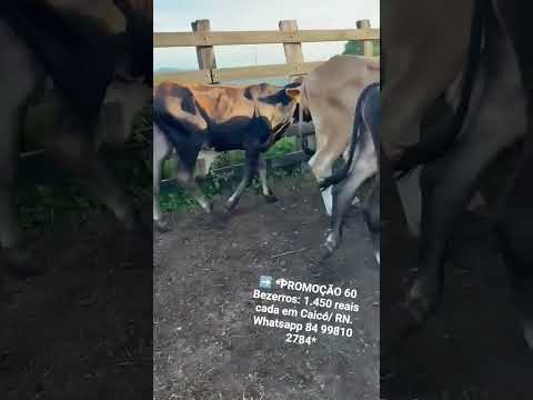 ➡️ *PROMOÇÃO 60 Bezerros: 1.450 reais cada em Caicó/ RN. Whatsapp 84 99810 2784*#gado