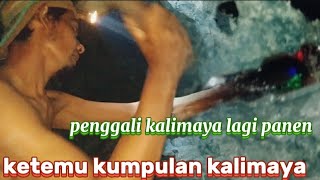 Download lagu penggali lagi panen ketemu kumpulan kalimaya‼️lokasi sajira lebak banten #kalimayabantenindonesia mp3