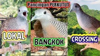 Download lagu Pancingan perkutut 3 suara, Perkutut LOKAL - Perkutut BANGKOK - PERKUTUT CROSSING mp3 Download lagu Pancingan perkutut 3 suara, Perkutut LOKAL - Perkutut BANGKOK - PERKUTUT CROSSING mp3