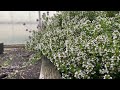 Thyme To Relax In The Rain - Relaxing Sounds of rain in the garden