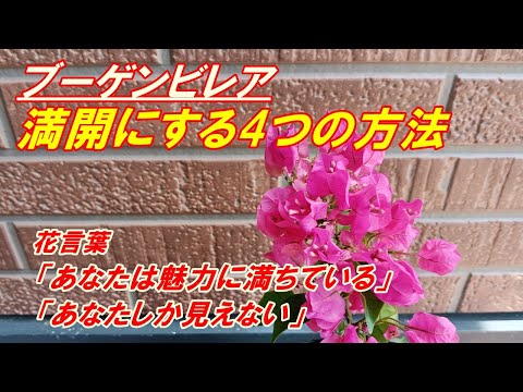 ブーゲンビリアは壁を傷つけますか？他に無害なつる性の植物は何ですか？  庭園