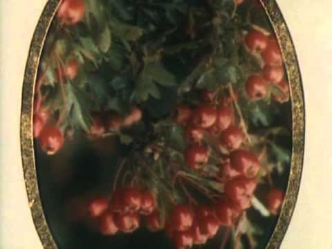 MAS YSA  |  Jeff Christ&Yanni