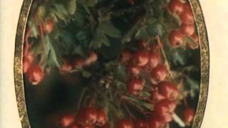 MAS YSA  |  Jeff Christ&Yanni