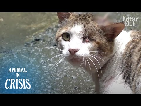 "Why Would Humans Hammer A Nail On My Head?" Cat Bawls In Pain (Part 1) | Animal in Crisis EP191