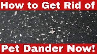 Suffering from Allergies? How to Get Rid of Pet Dander Now!
