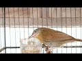 Pancingan Bunyi Burung Jenggot Mini Gacor
