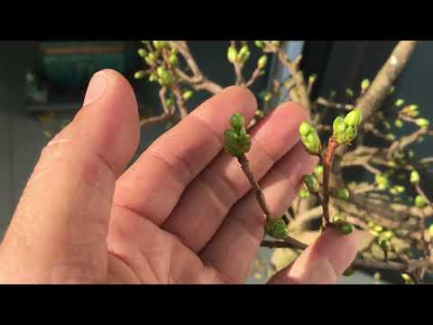 Cách kích nụ mai vàng miền Bắc bằng atonic và HP 101