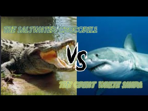 The saltwater crocodile vs the great white shark Ep: 2 ANIMAL BATTLES