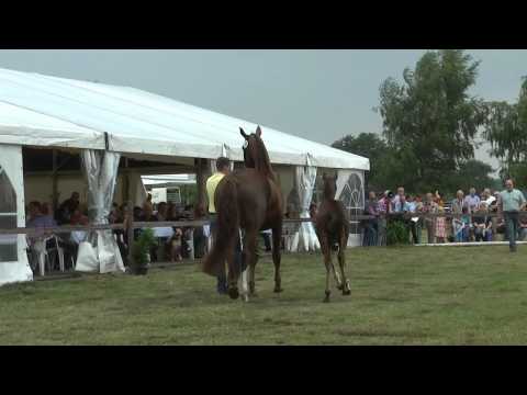 Sudweyher Fohlenschau 2015 - Kat.-Nr. 10