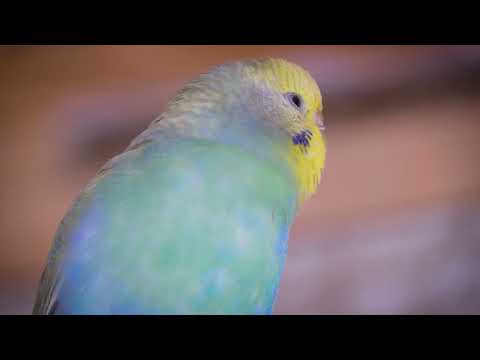 Happy Budgies Singing & Chirping Together 🎵🐤