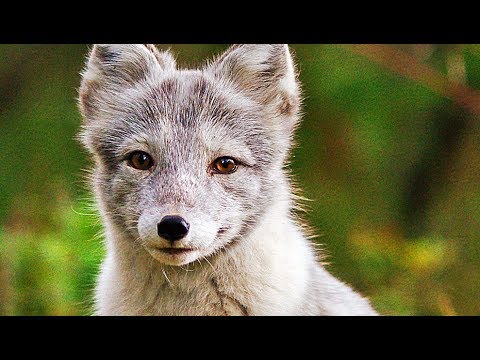 AILOS REISE | Trailer deutsch german [HD]