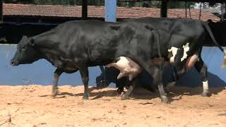 Vídeo 32 - 1ª ETAPA MEGA LIQUIDAÇÃO TOTAL AGROPECUÁRIA MARAJOARA - DIA 4 | GADO GIROLANDO E HOLANDÊS