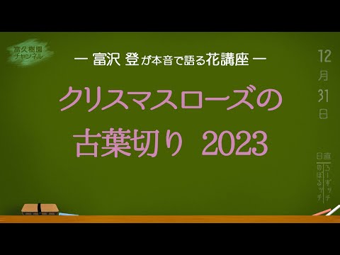 ヘレボルスのメンテナンス: この崇高な花の世話をするにはどうすればよいですか?  庭園