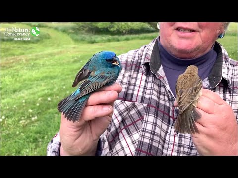 Pápežík indigový (Passerina cyanea) — spev a hlas v prírode