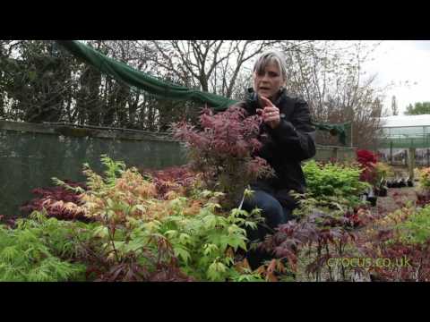 How to grow Japanese maples