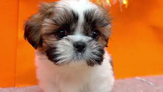 シーズーの動画01